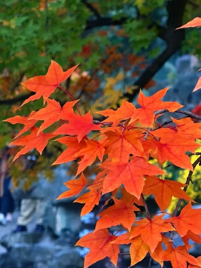 现在，香山“秋日皮肤”已加载85%！来查收