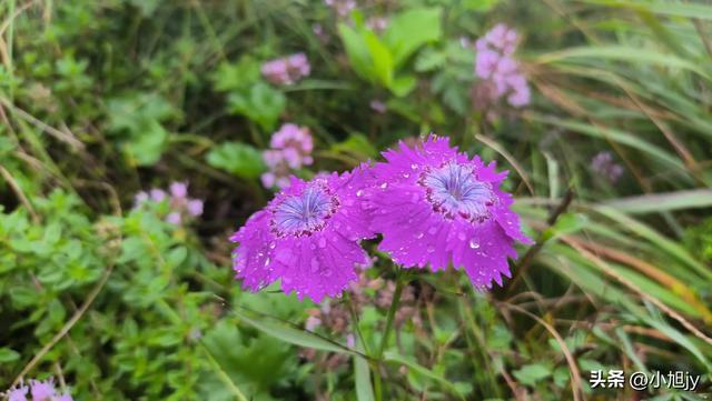 再登辽阳千米高峰白云山，云雾弥漫，金莲花盛开