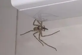 家里出现蜘蛛是福还是祸？家里有蜘蛛究竟暗示着什么寓意？图片