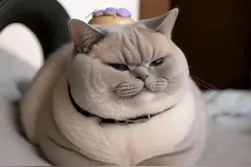 21岁胖猫为爱痴狂付出51万，最终绝望跳河：莫让爱情被伤害侵蚀图片