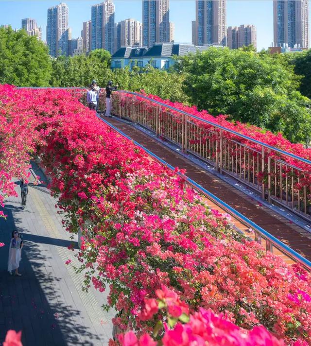 这是冬天?厦门暖冬花花花花花花样缤纷~