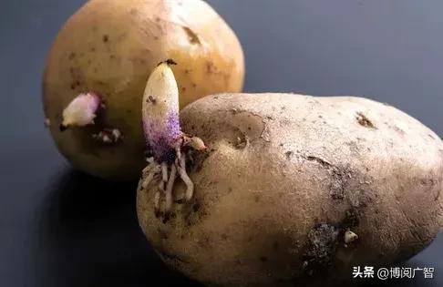 土豆,世界第四大主食,为啥在中国却被做成了菜?