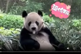哈哈哈逗你玩！四川一只会“略略略”的大熊猫国宝 吐舌头逗游客玩！图片