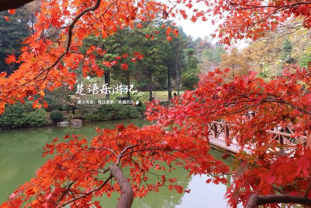 美到封神？余姚这处风景确实名不虚传，斑斓风景正值最佳观赏季
