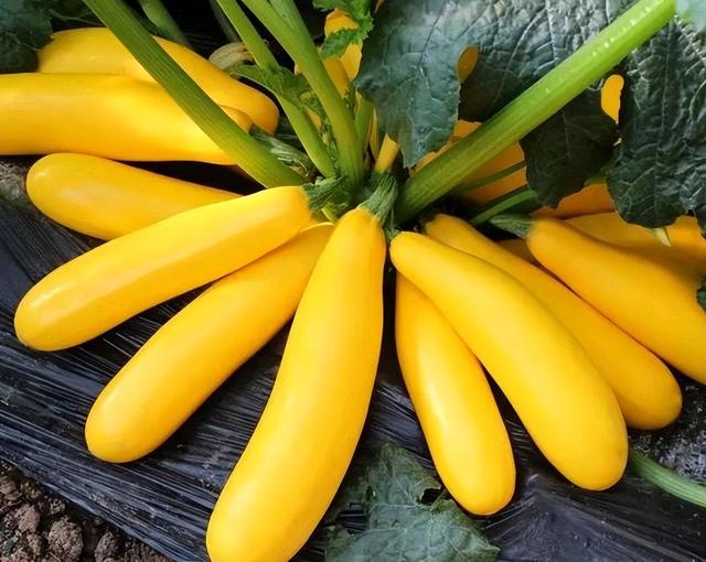 8种寒露过后适合种植的瓜果蔬菜，盆栽、地栽都能种，种有几种？
