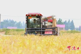 立足传统优势 让米油更飘香——常德市安乡县推进“一粒米”“一壶油”产业高质量发展见闻图片