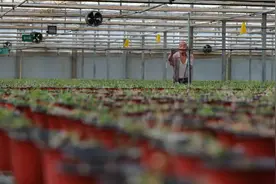 太原杏花岭区智能系统赋能大棚种植图片