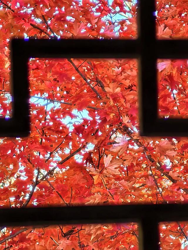 谁懂啊？这里的红枫，才是秋日“天花板”！