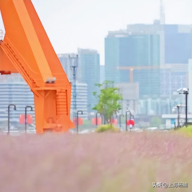 杨浦“最美秋景”上线！超多人抢着来打卡!