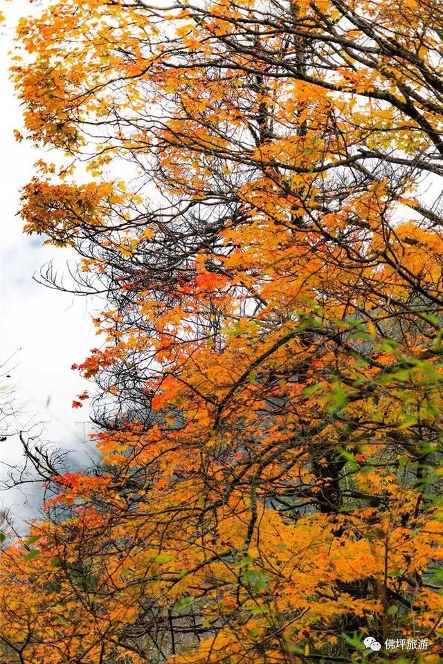 赏秋正当时！自驾来汉中，赴一场秋日视觉盛宴~