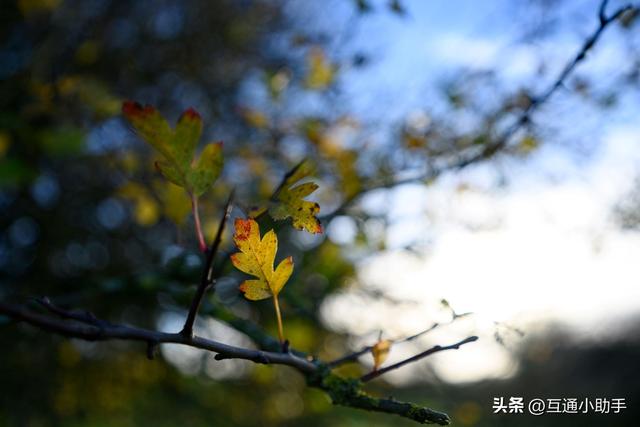 尼康Nikkor Z 17-28mm f/2.8 镜头评测