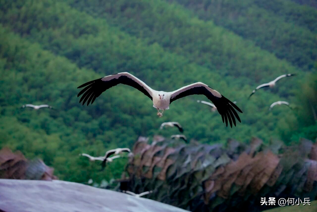 开业未满一年营收3.65亿！宜兴窑湖小镇成新景区标杆
