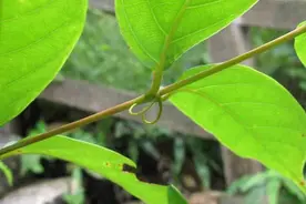 晶莹水珠三千滴，极具生态特征植物——钩藤煮水喝图片