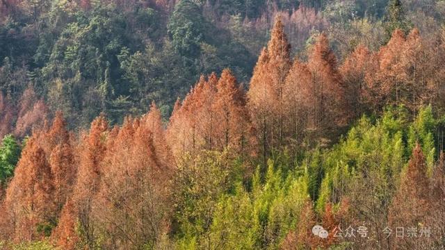 崇州彩林天花板🤩🤩🤩谁还没去过？