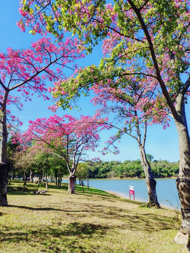 寻觅秋冬季粉色浪漫：深圳十个邂逅异木棉花开的地方