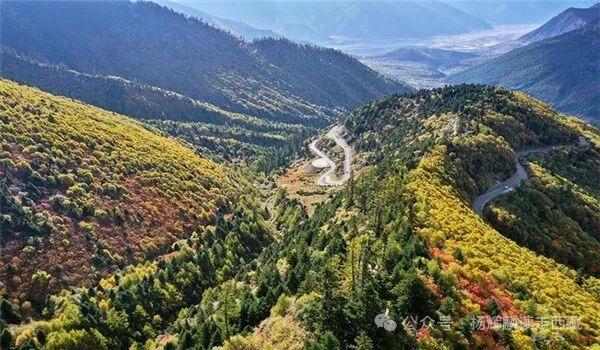 林芝，有一棵大柏树还有一株大桑树，风景迷人