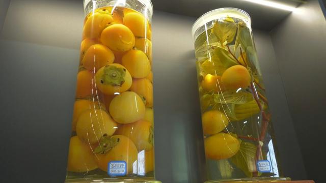 中国柿博物馆：解锁柿文化的密码