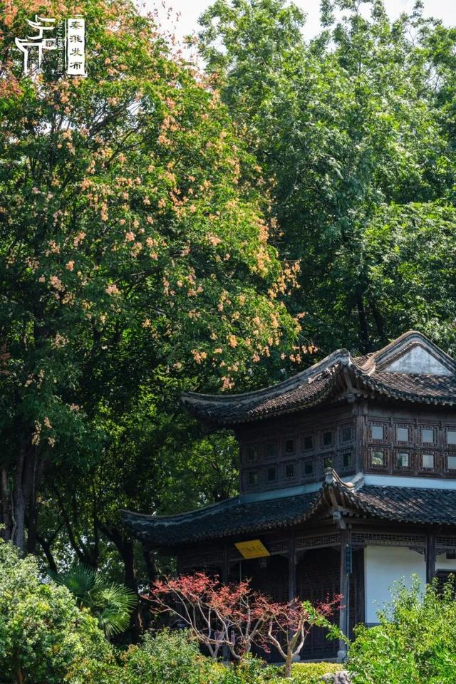 花样秦淮｜栾花绽放金秋至