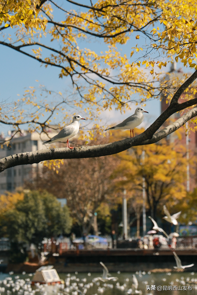 金色滇朴已上线！西山这份独属的浪漫美成昆明冬日封面