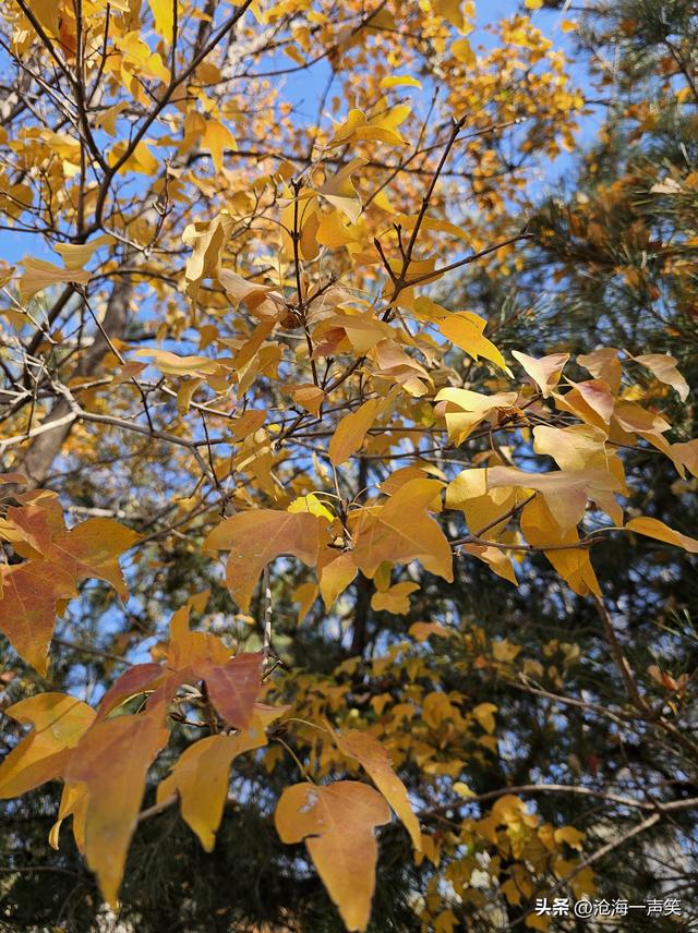冬天的槭叶美，一道美丽的风景，风光无限在槭叶，风景这边独好!