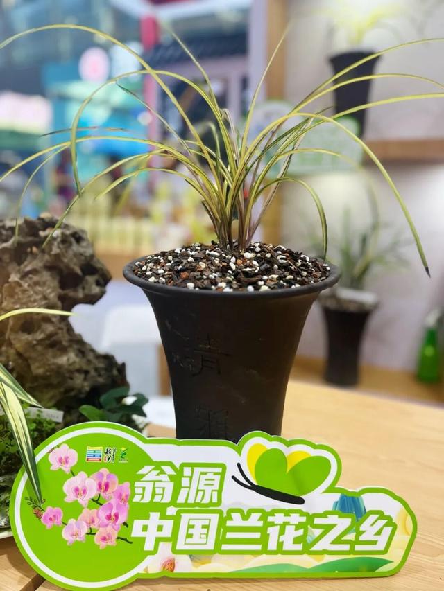 2025广东旅博会圆满落幕！韶关展厅展示非遗绝技+AI打卡、抽奖火出圈！实力诠释“天然氧吧，康养胜地”