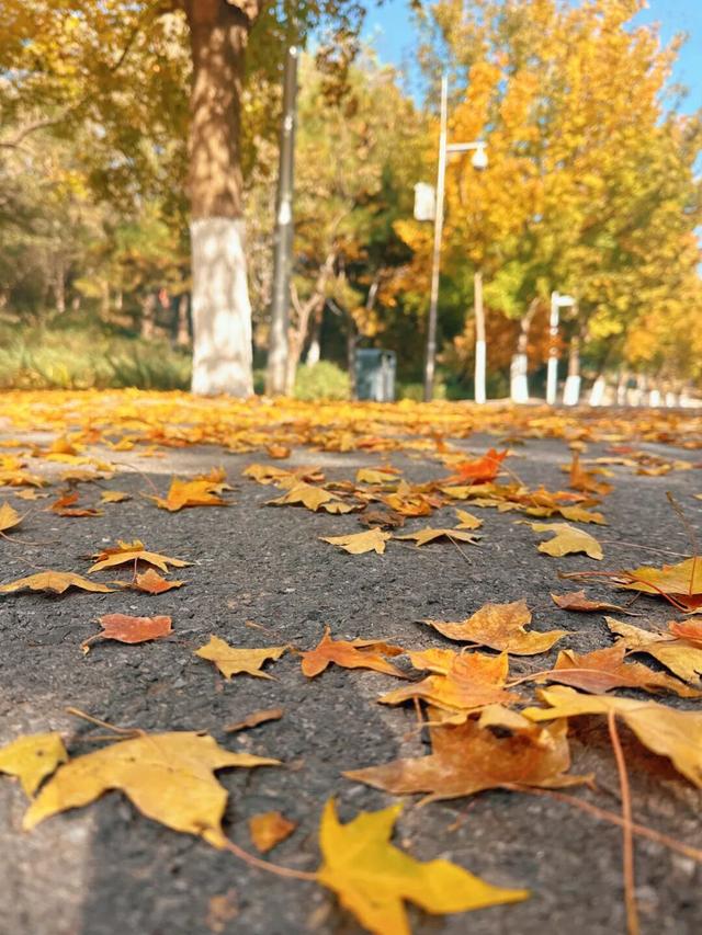 2025园博彩叶季 | 秋意渐入佳境，赏景乐游正当时！