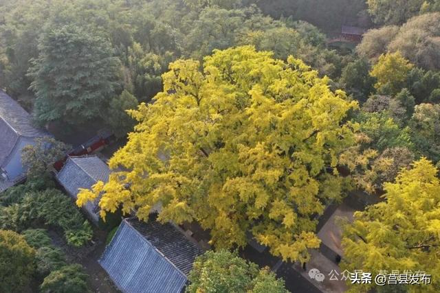 今天现场实拍！浮来山银杏树美到这个样子