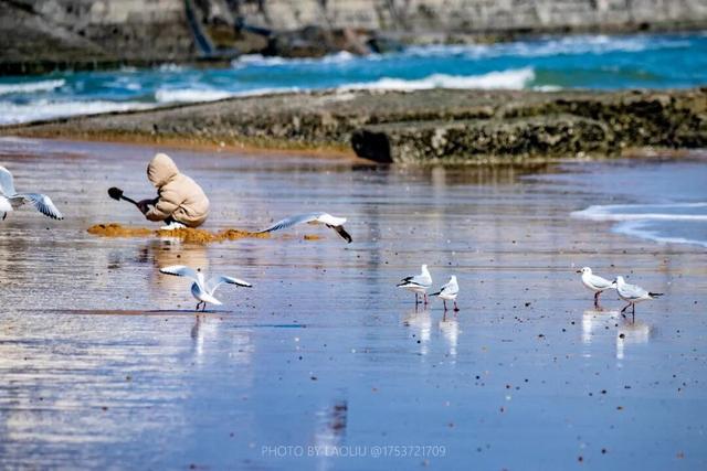日照海边“人均一只”！赶紧去冲！