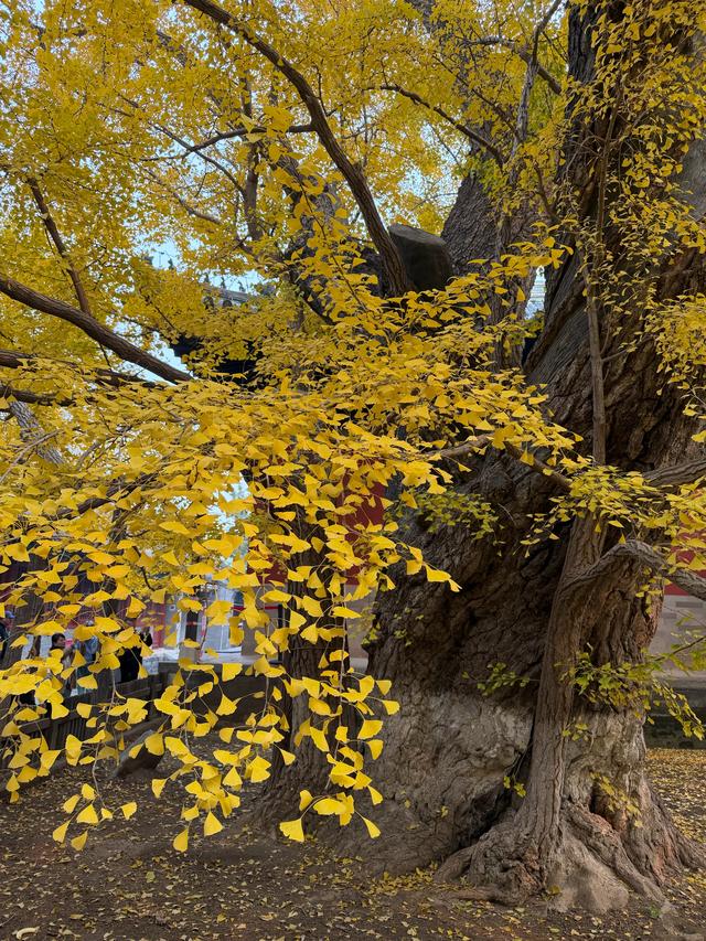 甘撒金缕苒秋寰