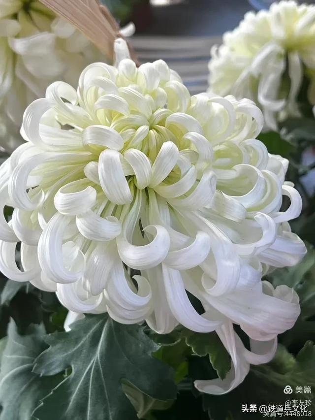 李友珍||岁月倏然·菊韵飘香——紫竹院公园的菊展