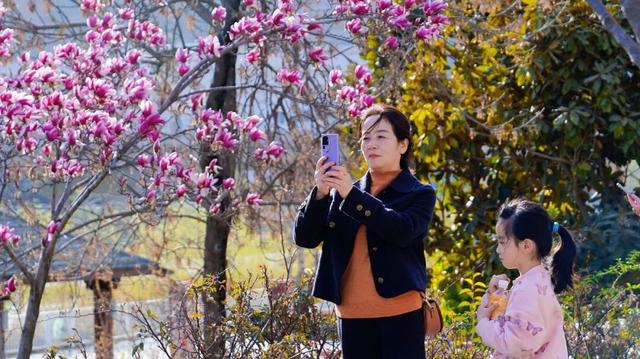 绝美！又是一年玉兰开