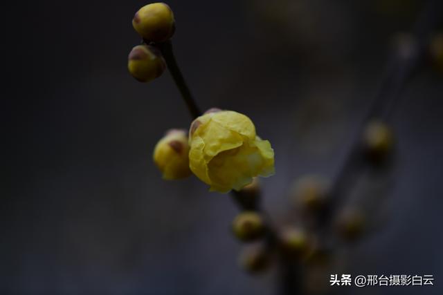 达活泉公园腊梅（美图）