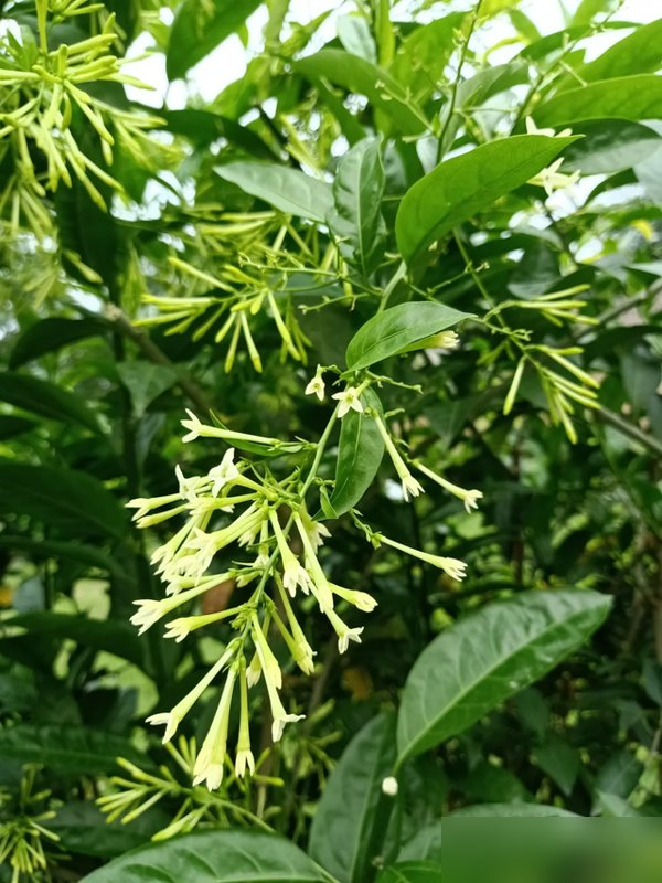 阴花不能进阳宅！这5种花“打死”也不养，家里若有？快挪走！