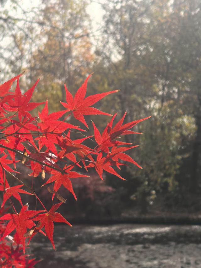 南京栖霞山一日徒步，游千年古刹，看漫山红叶