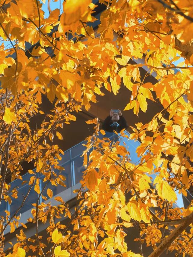 发现丰台之美 | 满目鎏金，层林尽染！南森美如画——