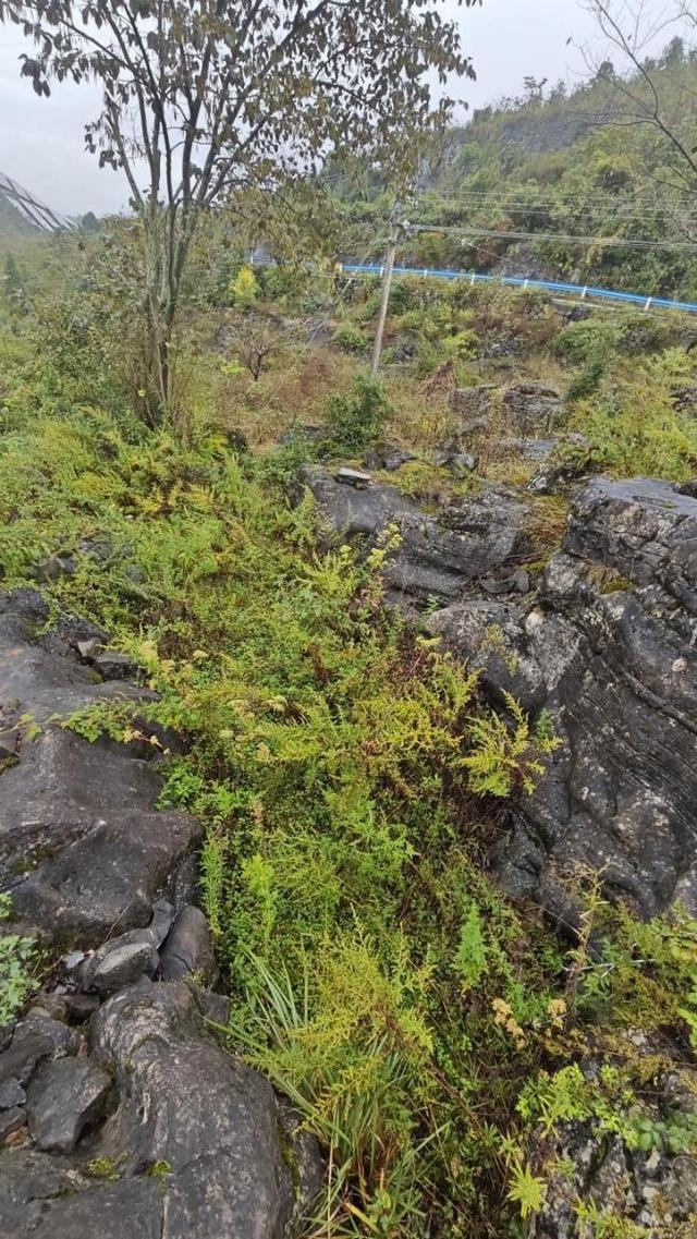 贵州49岁女子务农遭杀害被抛尸于石缝	，被害人儿子：嫌犯装作无事发生来我家吃饭！二审判死缓，家属申请再审