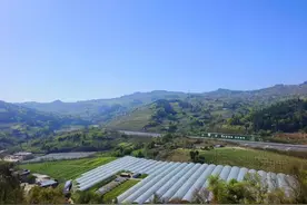 【樱桃红了】快来四川天府新区太平街道采“恩桃儿”图片