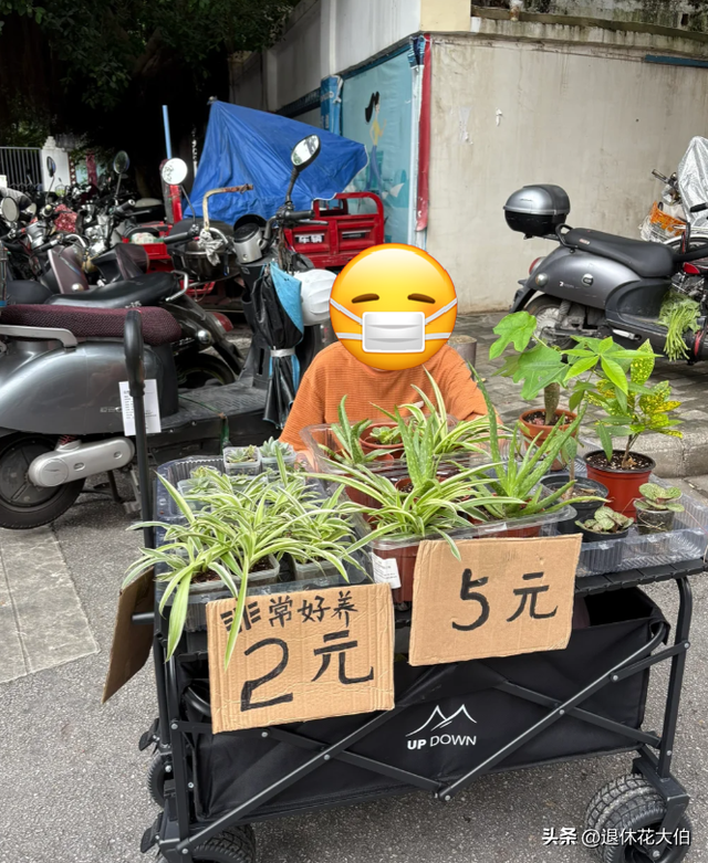 山东女子晒“老公的吊兰”，50盆崽一母同胞，网友：抠到极致了