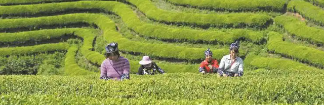 本地特色与茶旅融合