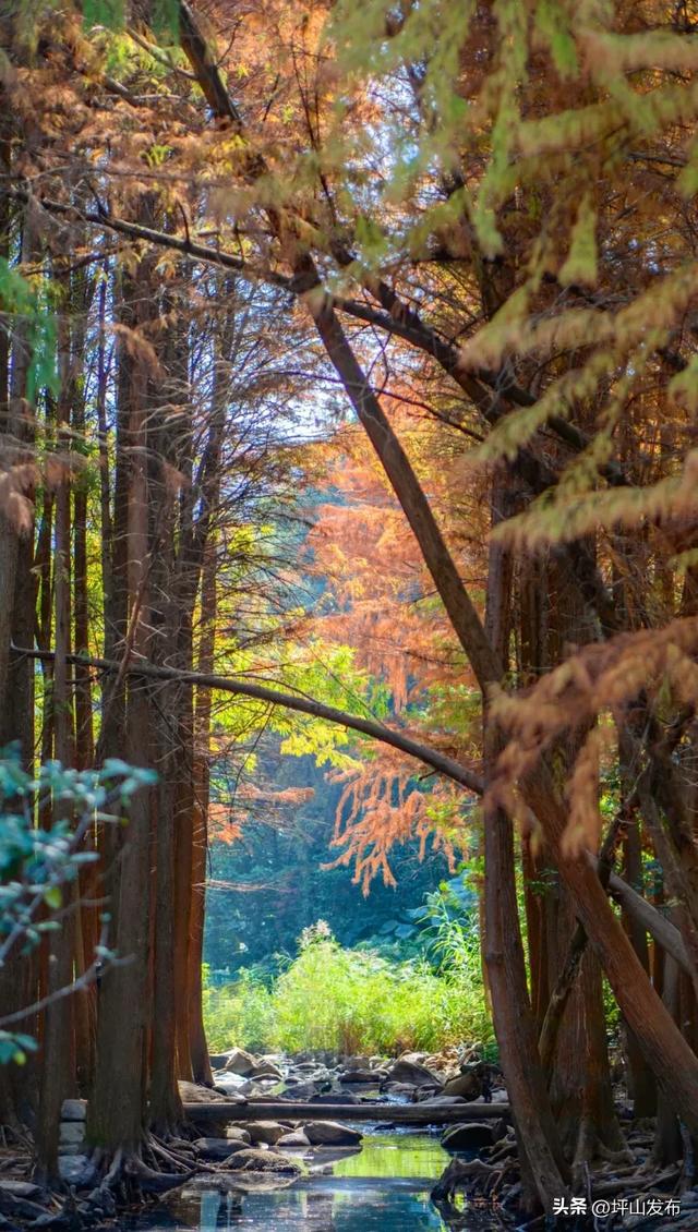 “都市栗人” 指南:坪山寻景品咖、暖过秋冬