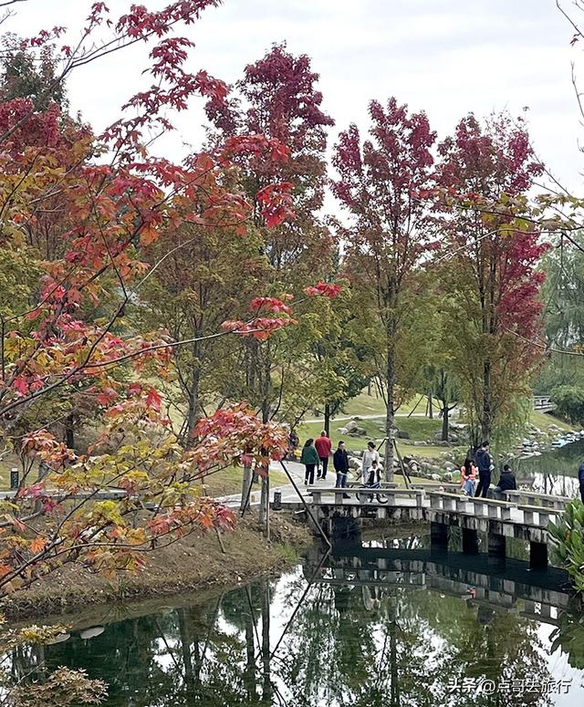 成都双流被低估景区，枫叶惊艳恍若到了川西，不要门票，公交直达