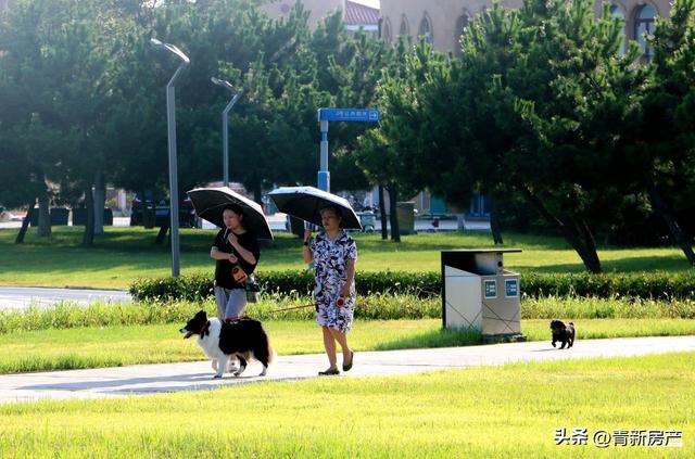 盛夏唐岛湾：一半是浪花激情，一半是树荫惬意