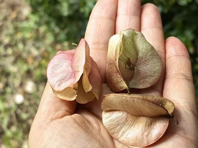 最近，不少深圳人都在捡！发图狂晒战绩，“有一种寻宝的感觉”