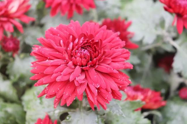 不愧是顶流！一大早就红了，人挤人持续好多天！萧山人家门口也有······