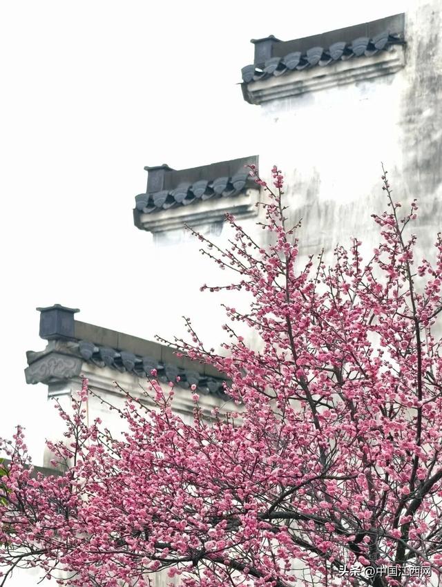 梅花开了！江西这些赏梅胜地太好拍