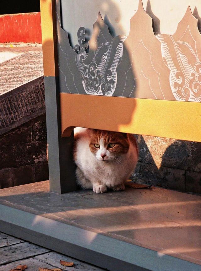 出片率100%！是时候来“京西小故宫”，邂逅一抹银杏黄