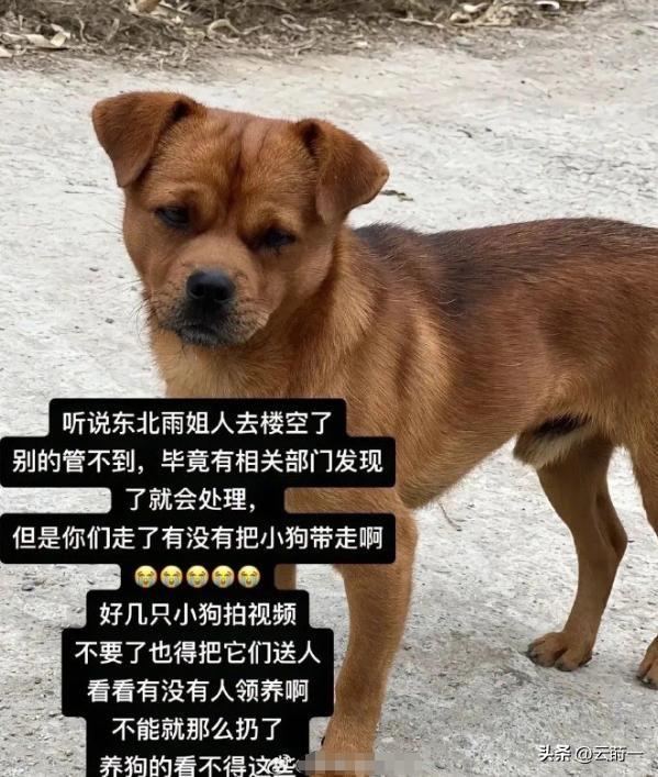 “底裤”都被扒光了？这一次官方出手，谁也救不了“东北雨姐”！