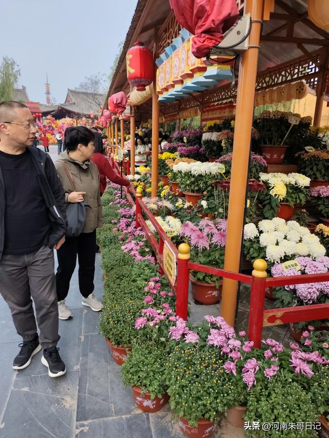 讲述我的写作故事43，《2025年开封赏菊记》。