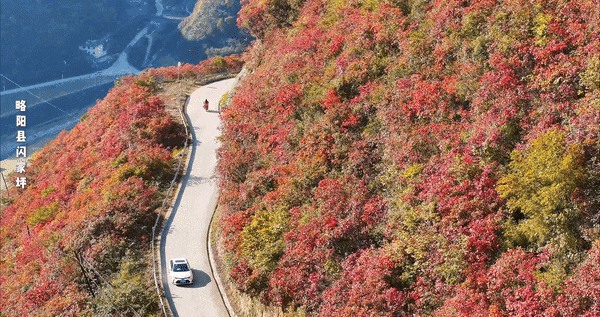 立冬别“猫冬”！来略阳赴一场红叶的约会！🤳