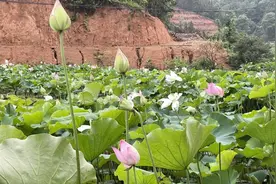 弘扬民族文化，担当青年使命——江西传媒职业学院出版印刷系组织暑期“三下乡”社会实践活动图片